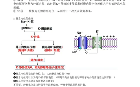 第26.2讲神经冲动的产生、传导和传递（讲义）（教师版）_2024年新高考资料_1.2024一轮复习_2024年高考生物一轮复习讲练测（新教材新高考）
