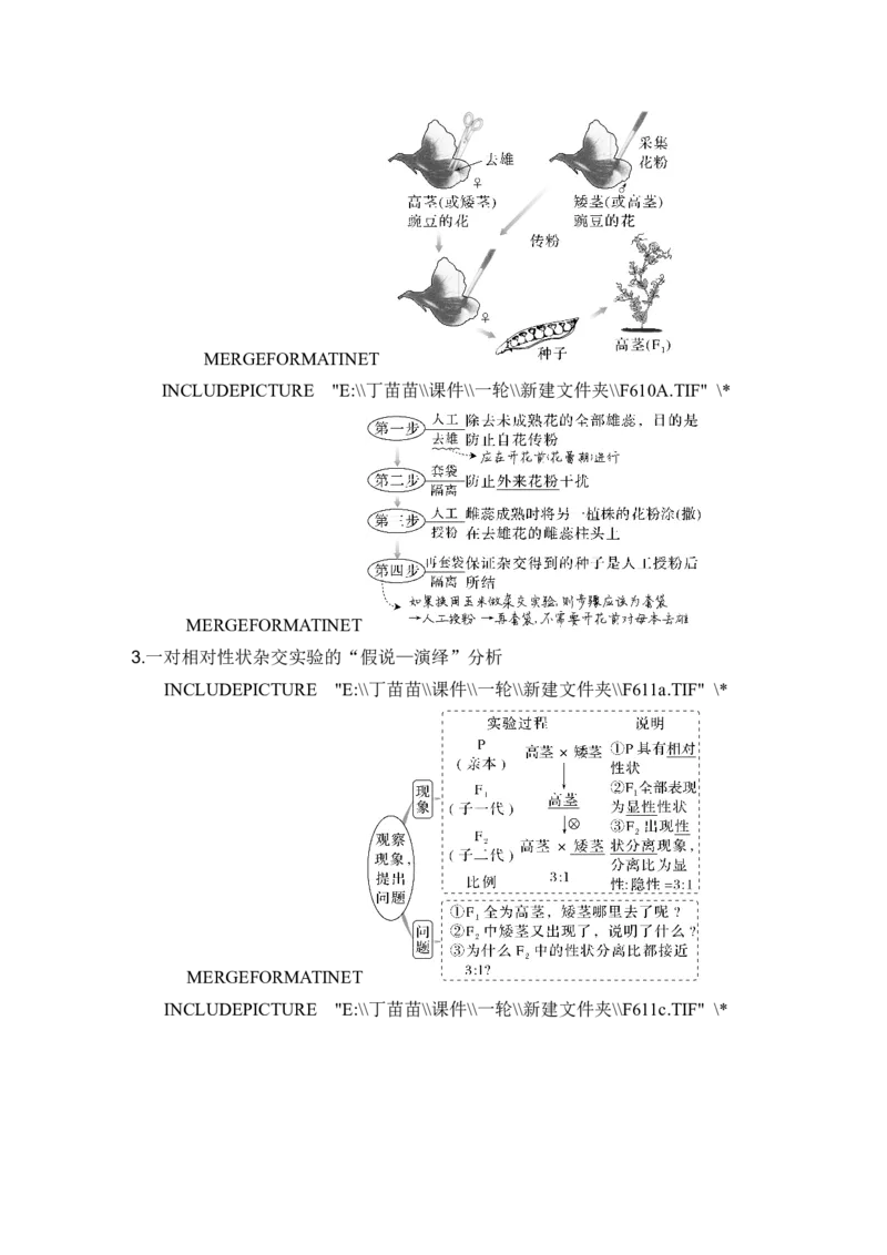 第13讲基因的分离定律_2024年新高考资料_1.2024一轮复习_2024年高考生物一轮复习讲义（新人教版）_另附1套Word版题库_必修2_第五单元遗传的基本规律