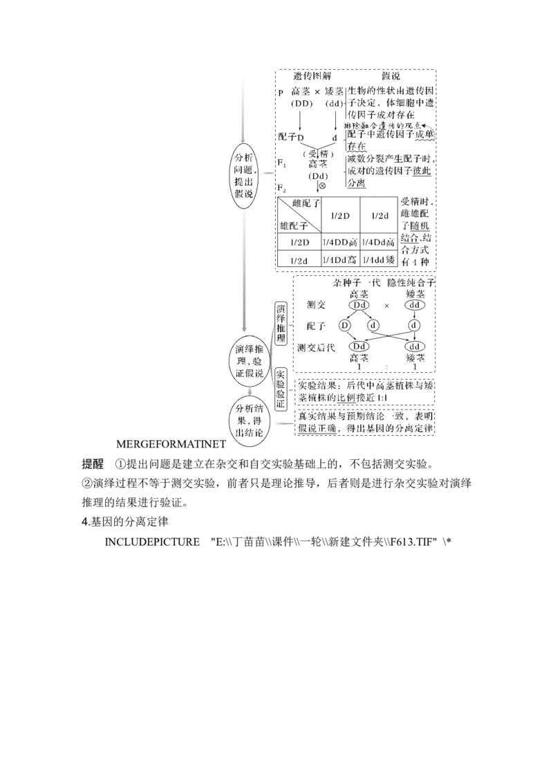第13讲基因的分离定律_2024年新高考资料_1.2024一轮复习_2024年高考生物一轮复习讲义（新人教版）_另附1套Word版题库_必修2_第五单元遗传的基本规律