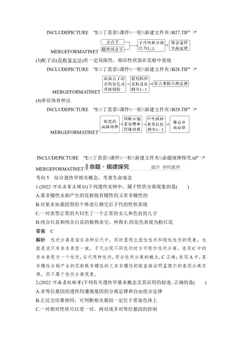 第13讲基因的分离定律_2024年新高考资料_1.2024一轮复习_2024年高考生物一轮复习讲义（新人教版）_另附1套Word版题库_必修2_第五单元遗传的基本规律