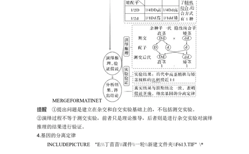 第13讲基因的分离定律_2024年新高考资料_1.2024一轮复习_2024年高考生物一轮复习讲义（新人教版）_另附1套Word版题库_必修2_第五单元遗传的基本规律