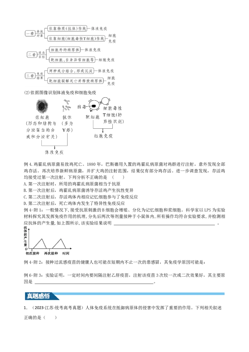 第29讲免疫调节（讲义）（学生版）_2024年新高考资料_1.2024一轮复习_2024年高考生物一轮复习讲练测（新教材新高考）
