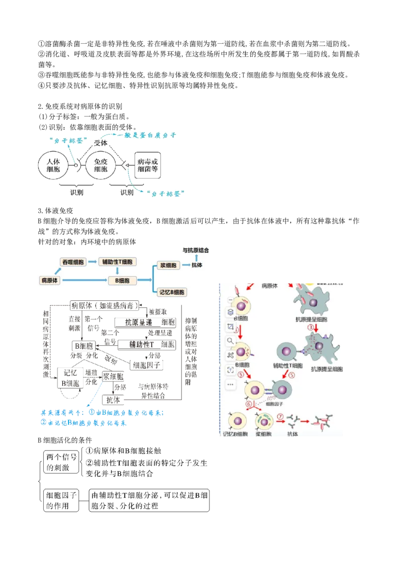 第29讲免疫调节（讲义）（学生版）_2024年新高考资料_1.2024一轮复习_2024年高考生物一轮复习讲练测（新教材新高考）
