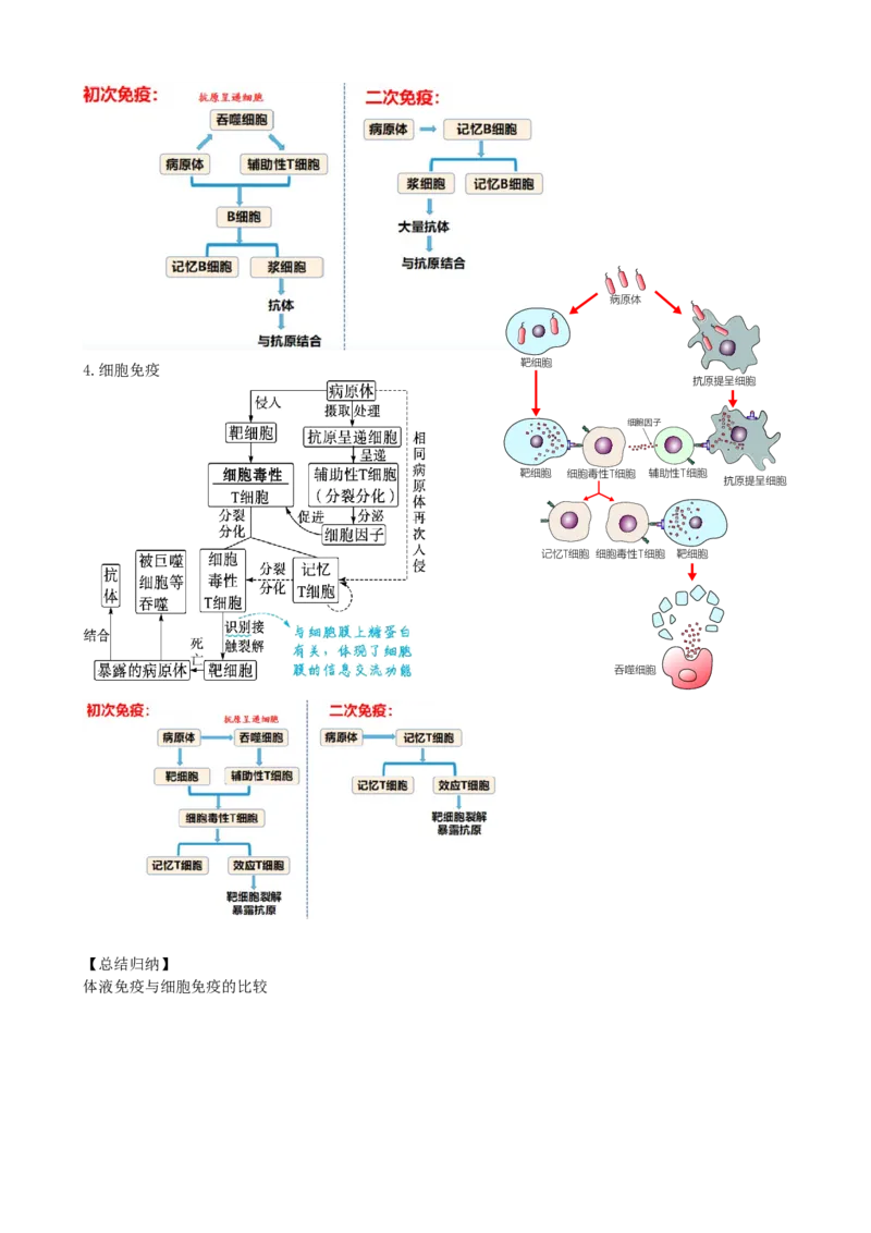 第29讲免疫调节（讲义）（学生版）_2024年新高考资料_1.2024一轮复习_2024年高考生物一轮复习讲练测（新教材新高考）