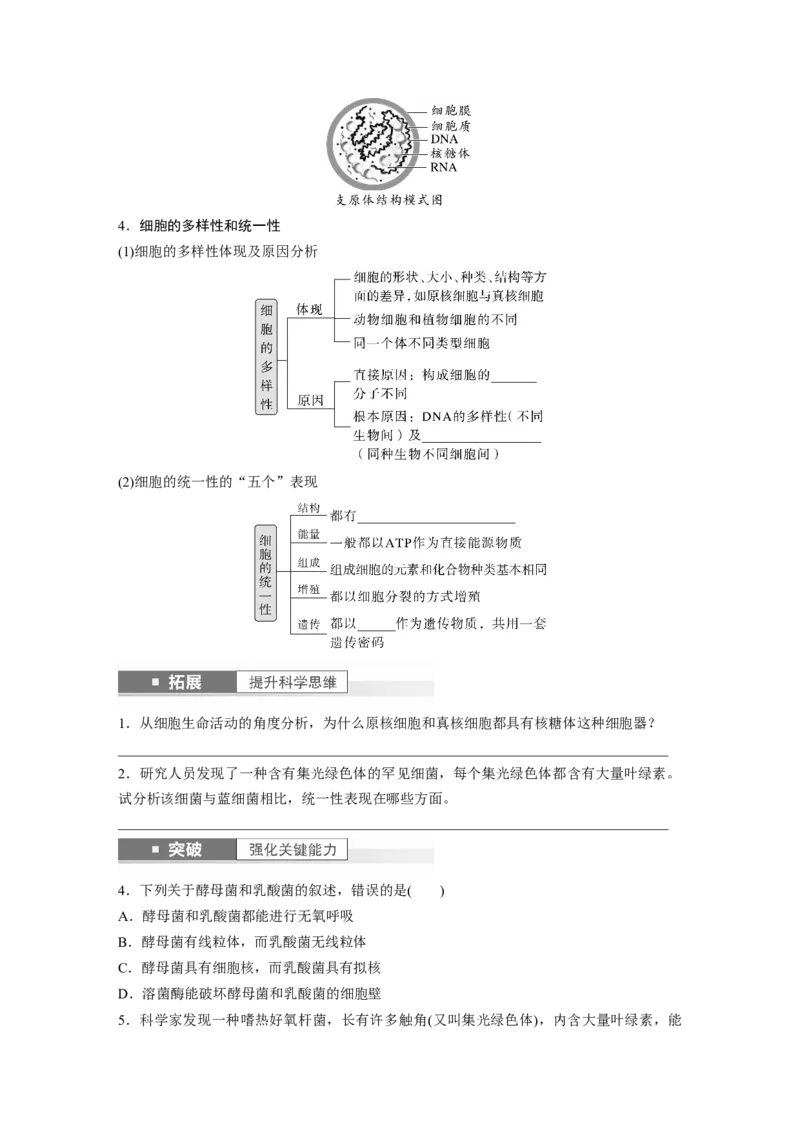 第1单元　第1课时　走近细胞_2024年新高考资料_1.2024一轮复习_2024年高考生物一轮复习讲义（新人教版）_学生版在此文件夹_大一轮复习讲义_第一单元　细胞的概述及其分子组成