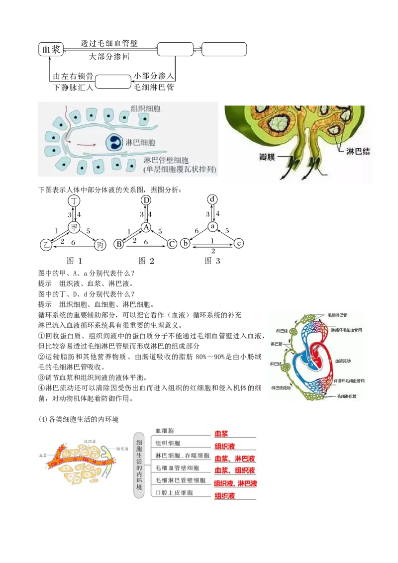 第25讲内环境与稳态（讲义）（学生版）_2024年新高考资料_1.2024一轮复习_2024年高考生物一轮复习讲练测（新教材新高考）