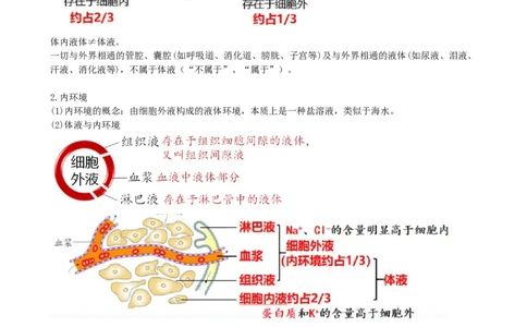 第25讲内环境与稳态（讲义）（学生版）_2024年新高考资料_1.2024一轮复习_2024年高考生物一轮复习讲练测（新教材新高考）