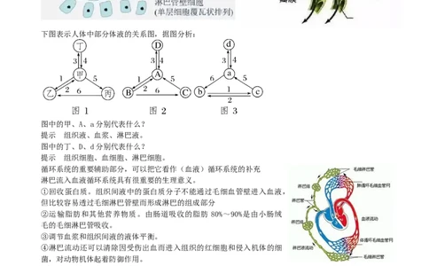 第25讲内环境与稳态（讲义）（学生版）_2024年新高考资料_1.2024一轮复习_2024年高考生物一轮复习讲练测（新教材新高考）