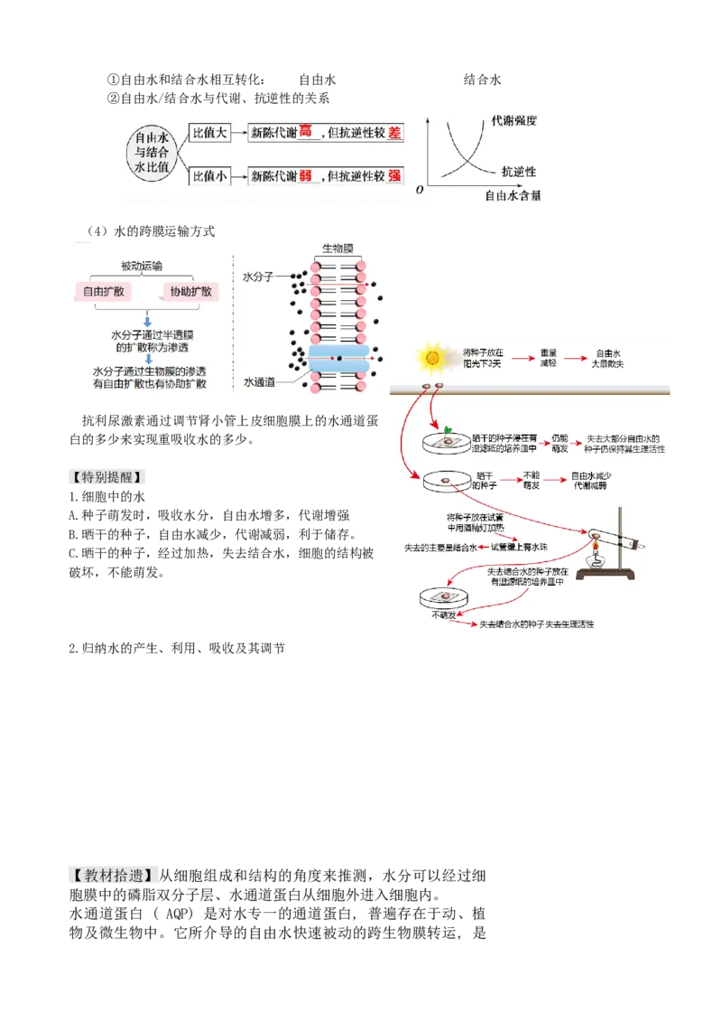 第2讲细胞中的元素和化合物（讲义）（学生版）_2024年新高考资料_1.2024一轮复习_2024年高考生物一轮复习讲练测（新教材新高考）
