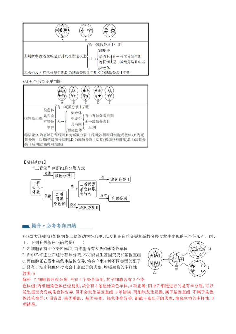 第13讲减数分裂和受精作用（讲义）（教师版）_2024年新高考资料_1.2024一轮复习_2024年高考生物一轮复习讲练测（新教材新高考）