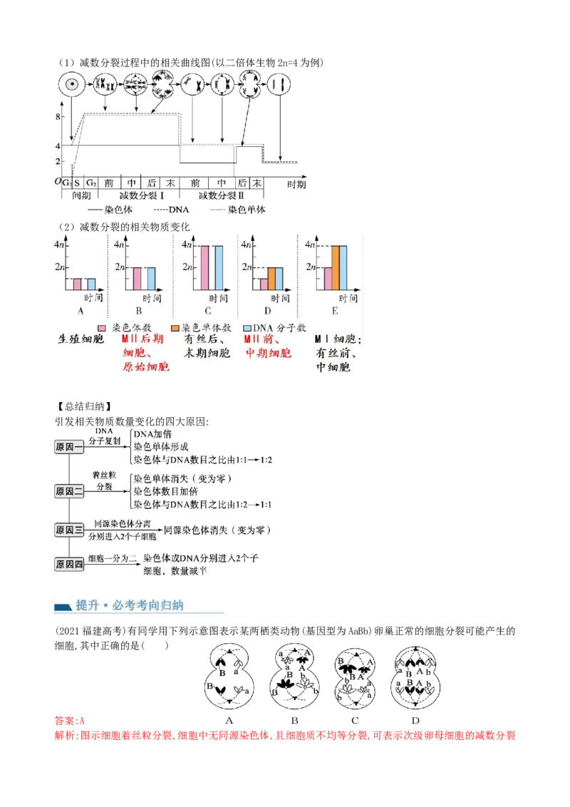 第13讲减数分裂和受精作用（讲义）（教师版）_2024年新高考资料_1.2024一轮复习_2024年高考生物一轮复习讲练测（新教材新高考）