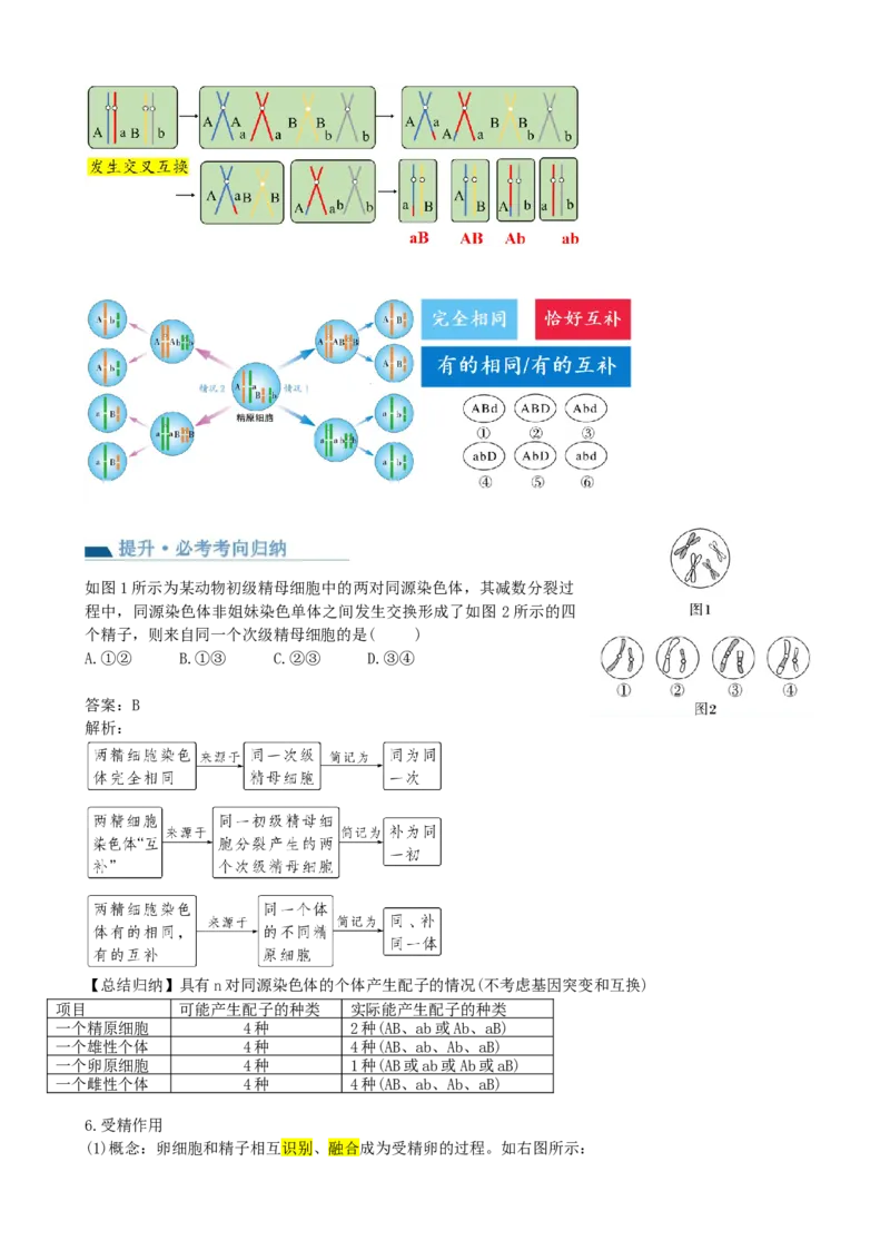 第13讲减数分裂和受精作用（讲义）（教师版）_2024年新高考资料_1.2024一轮复习_2024年高考生物一轮复习讲练测（新教材新高考）