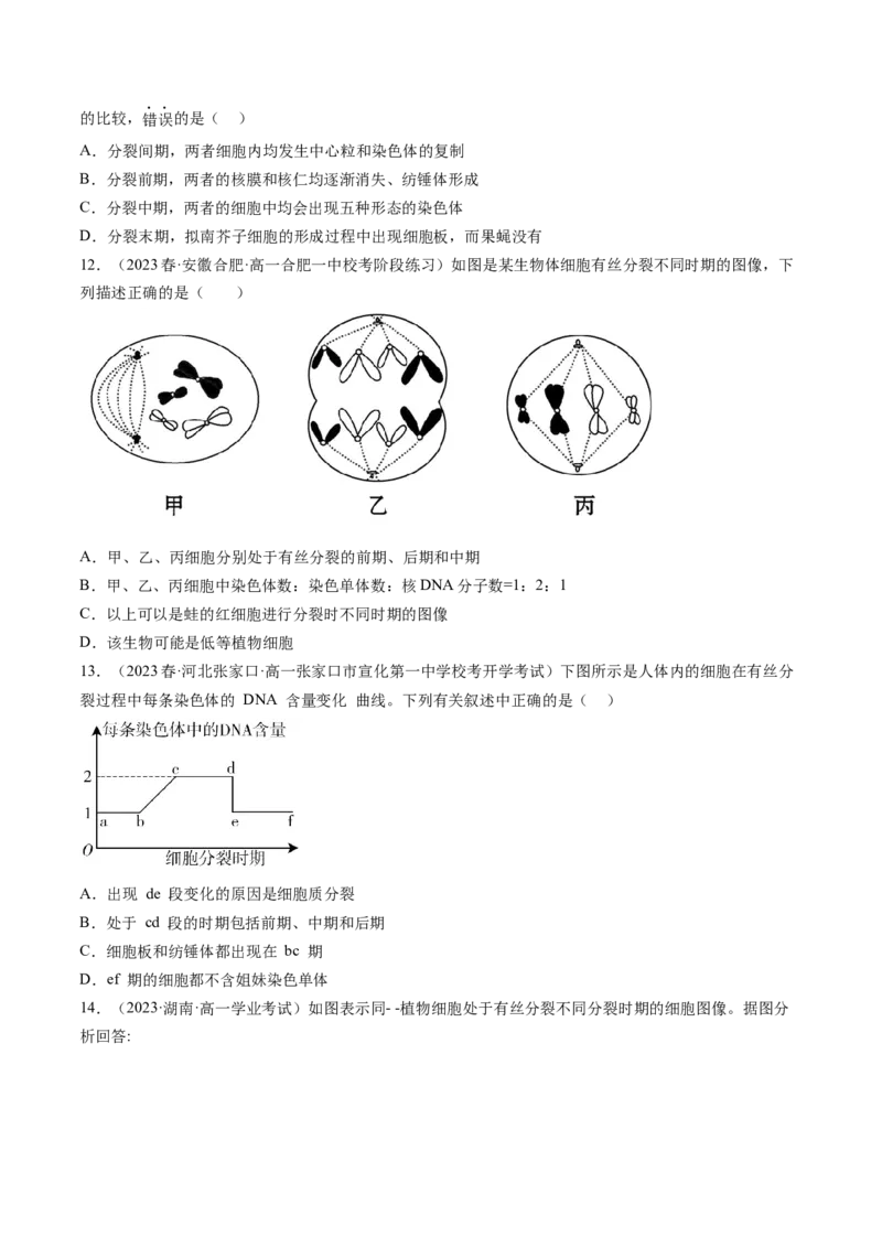 第12讲细胞的增殖（练习）（原卷版）_2024年新高考资料_1.2024一轮复习_2024年高考生物一轮复习讲练测（新教材新高考）