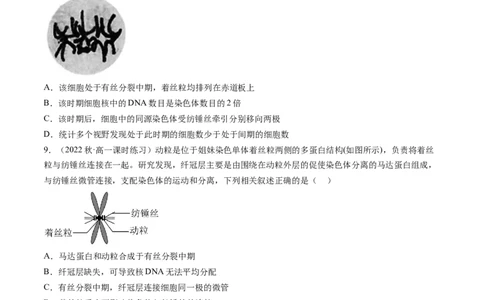 第12讲细胞的增殖（练习）（原卷版）_2024年新高考资料_1.2024一轮复习_2024年高考生物一轮复习讲练测（新教材新高考）