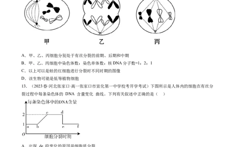 第12讲细胞的增殖（练习）（原卷版）_2024年新高考资料_1.2024一轮复习_2024年高考生物一轮复习讲练测（新教材新高考）