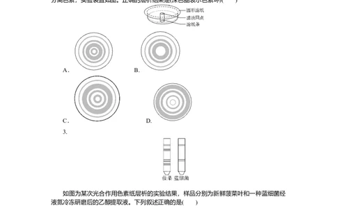 2025届高中生物学一轮复习检测案10　光合作用(一)（含解析）_2025年新高考资料_一轮复习_2025届高中生物学一轮复习分层复习检测(含解析)
