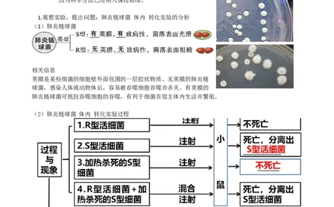 第20讲DNA是主要的遗传物质（讲义）（教师版）_2024年新高考资料_1.2024一轮复习_2024年高考生物一轮复习讲练测（新教材新高考）