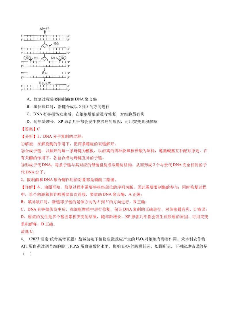 第43讲基因工程（练习）（解析版）_2024年新高考资料_1.2024一轮复习_2024年高考生物一轮复习讲练测（新教材新高考）