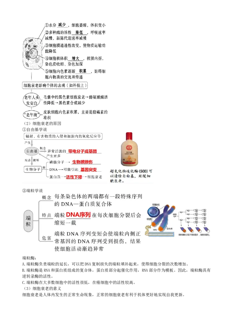 第14讲细胞的分化、衰老、死亡和癌变（讲义）（教师版）_2024年新高考资料_1.2024一轮复习_2024年高考生物一轮复习讲练测（新教材新高考）