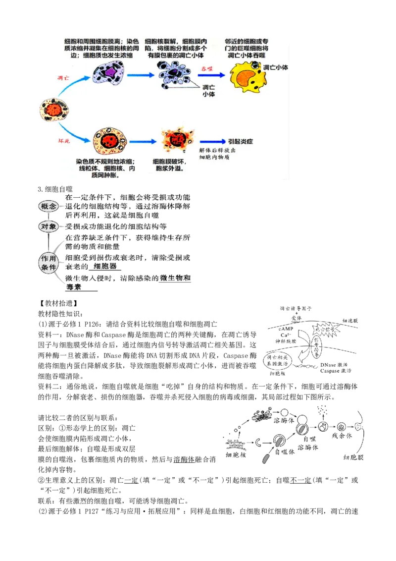 第14讲细胞的分化、衰老、死亡和癌变（讲义）（教师版）_2024年新高考资料_1.2024一轮复习_2024年高考生物一轮复习讲练测（新教材新高考）