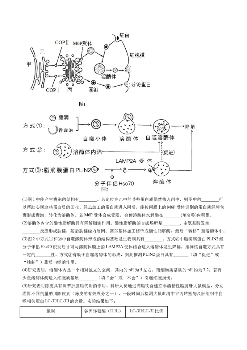 第14讲细胞的分化、衰老、死亡和癌变（练习）（解析版）_2024年新高考资料_1.2024一轮复习_2024年高考生物一轮复习讲练测（新教材新高考）