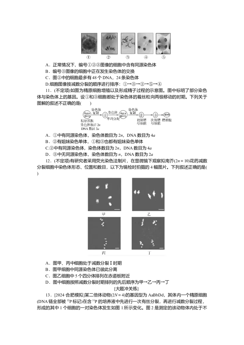 2025届高中生物学一轮复习检测案13　减数分裂和受精作用(一)（含解析）_2025年新高考资料_一轮复习_2025届高中生物学一轮复习分层复习检测(含解析)