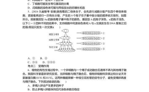 2025届高中生物学一轮复习检测案13　减数分裂和受精作用(一)（含解析）_2025年新高考资料_一轮复习_2025届高中生物学一轮复习分层复习检测(含解析)