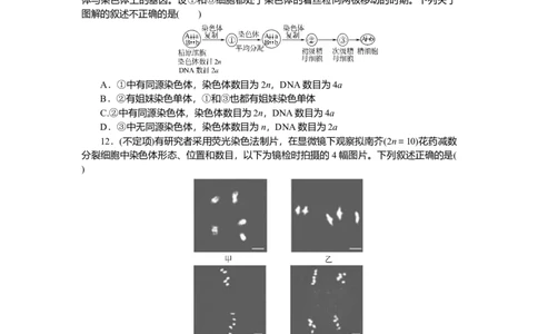 2025届高中生物学一轮复习检测案13　减数分裂和受精作用(一)（含解析）_2025年新高考资料_一轮复习_2025届高中生物学一轮复习分层复习检测(含解析)