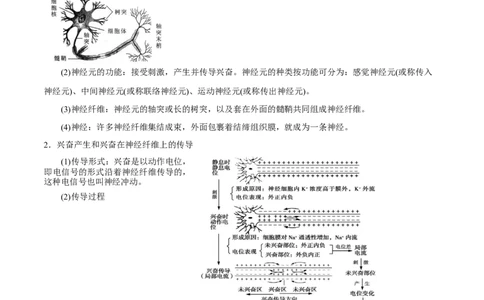 GKSW150_第21讲神经调节-备战2022年高考生物一轮复习精品讲义（人教版）(原卷版)_新高考复习资料_2022年新高考复习资料_备战2022新高考生物一轮复习精品讲义（人教版）