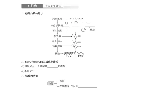 第1单元　第4课时　核酸是遗传信息的携带者、有机物的鉴定_2024年新高考资料_1.2024一轮复习_2024年高考生物一轮复习讲义（新人教版）_学生版在此文件夹_大一轮复习讲义