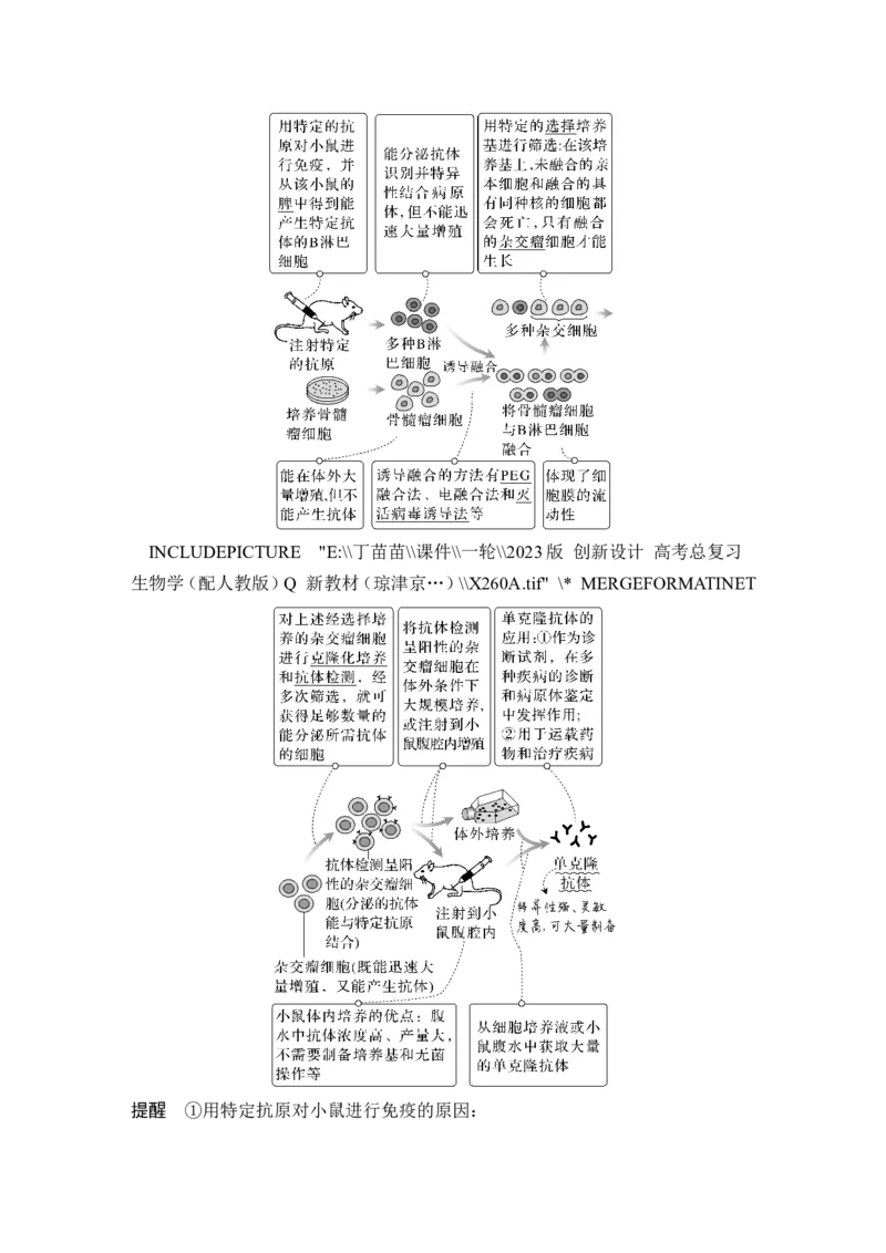第34讲细胞工程和胚胎工程_2024年新高考资料_1.2024一轮复习_2024年高考生物一轮复习讲义（新人教版）_另附1套Word版题库_选择性必修3_第十单元生物技术与工程