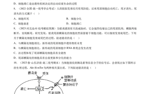 第14讲细胞的分化、衰老、死亡和癌变（练习）（原卷版）_2024年新高考资料_1.2024一轮复习_2024年高考生物一轮复习讲练测（新教材新高考）