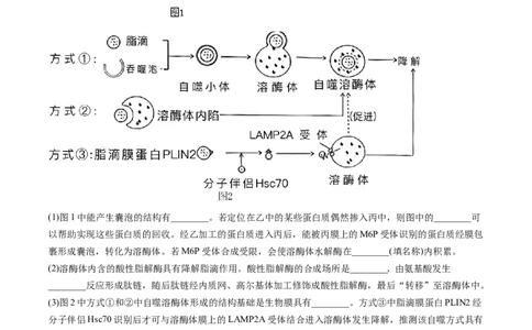 第14讲细胞的分化、衰老、死亡和癌变（练习）（原卷版）_2024年新高考资料_1.2024一轮复习_2024年高考生物一轮复习讲练测（新教材新高考）