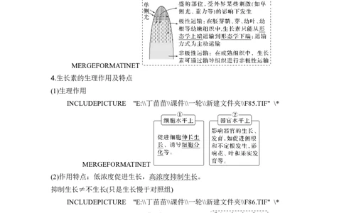 第26讲植物生命活动的调节_2024年新高考资料_1.2024一轮复习_2024年高考生物一轮复习讲义（新人教版）_另附1套Word版题库_选择性必修1_第八单元稳态与调节