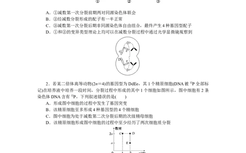 专练36　减数分裂和受精作用_通用版（老高考）复习资料_2023年复习资料_专项复习_2023《微专题&middot;小练习》&middot;生物