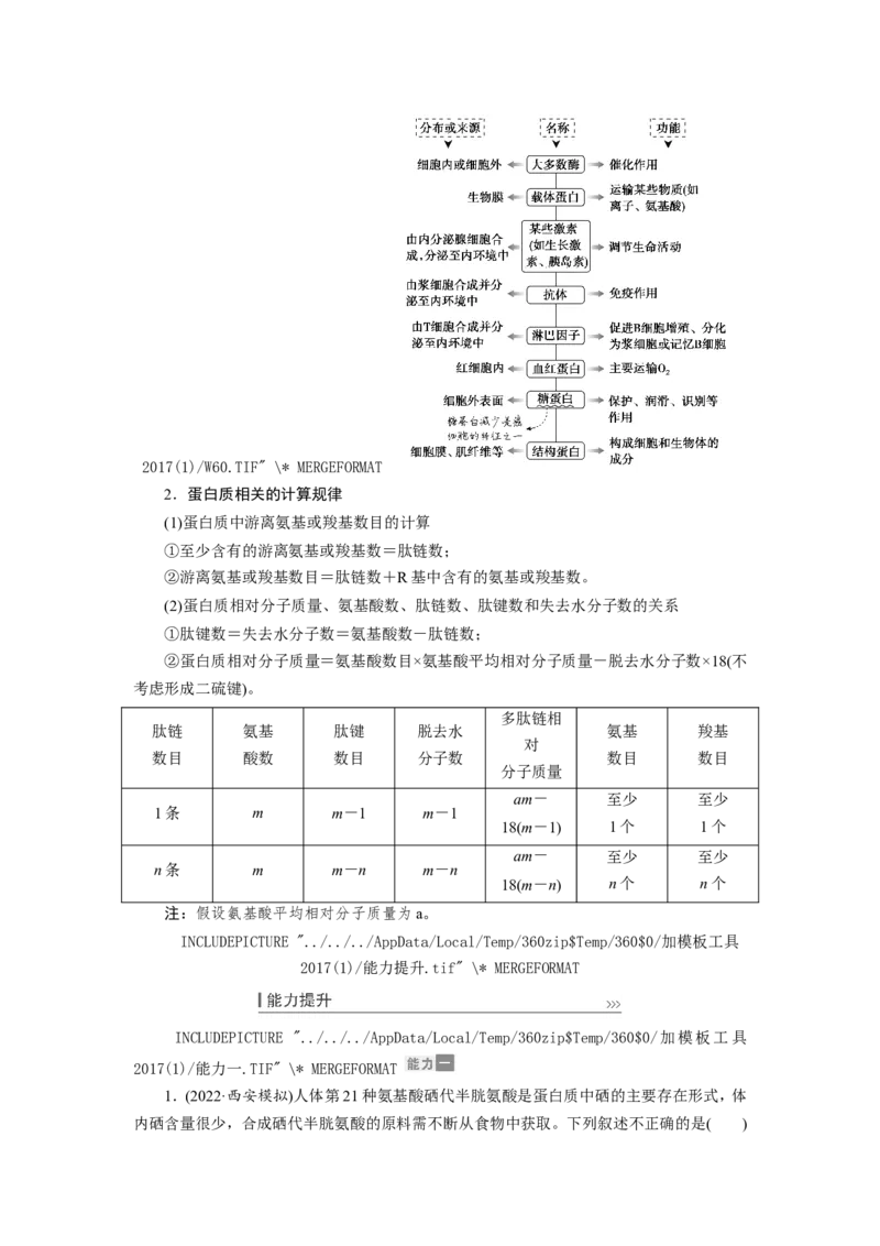 [12501766]高中生物一轮复习学案：第3讲　蛋白质和核酸_新高考复习资料_2023年新高考复习资料_一轮复习_精讲精练2023届新高考生物一轮复习学案