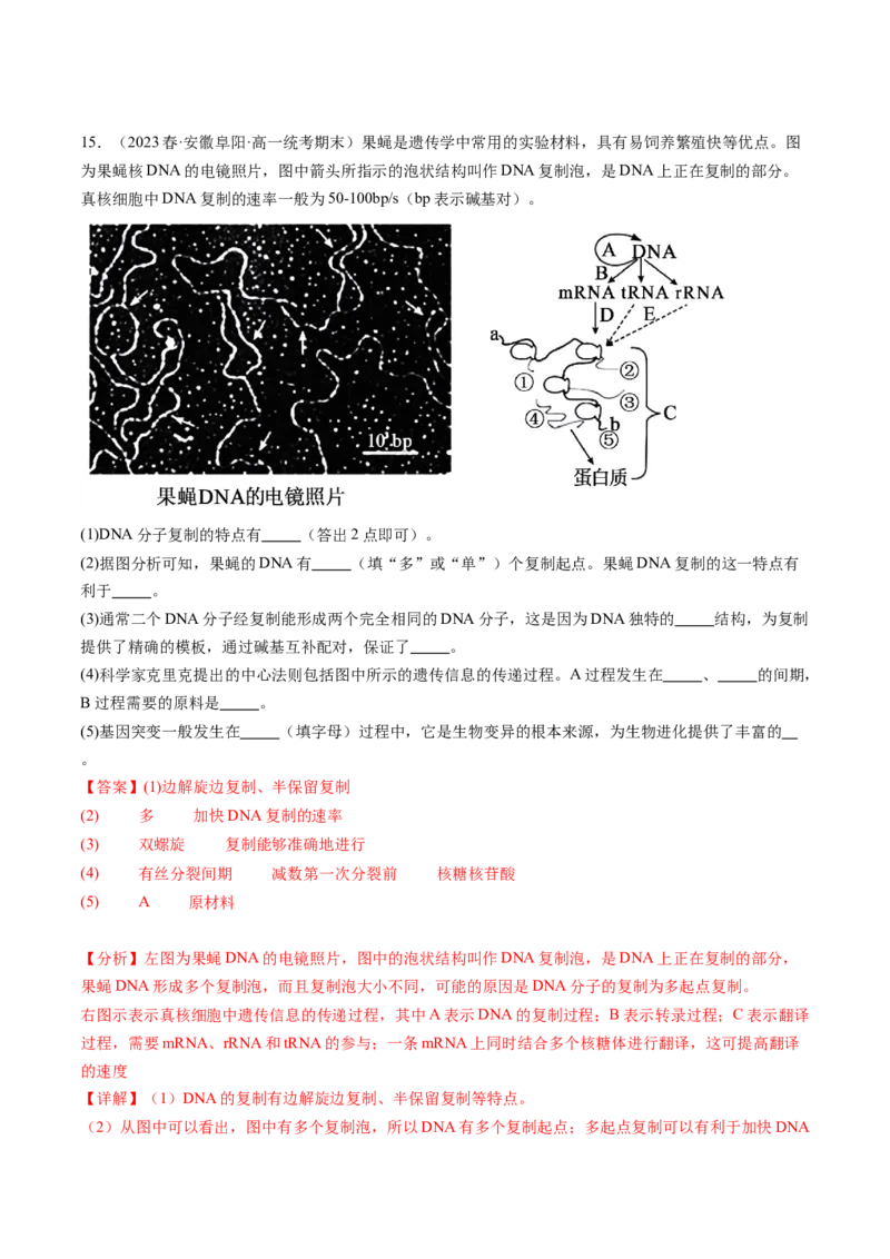 第23讲生物的变异（练习）（解析版）_2024年新高考资料_1.2024一轮复习_2024年高考生物一轮复习讲练测（新教材新高考）
