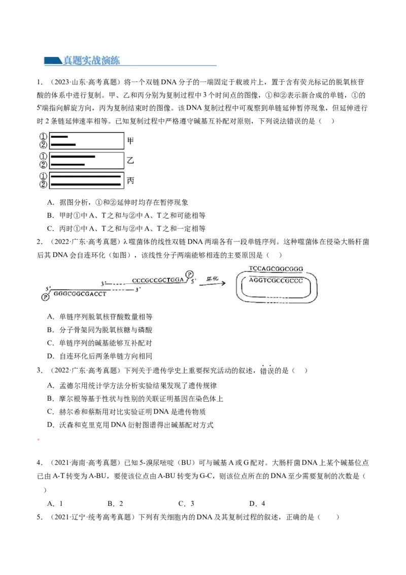 第21讲DNA分子的结构、复制与基因的本质（练习）（原卷版）_2024年新高考资料_1.2024一轮复习_2024年高考生物一轮复习讲练测（新教材新高考）