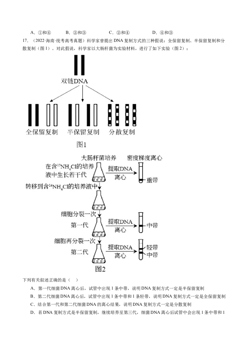 第21讲DNA分子的结构、复制与基因的本质（练习）（原卷版）_2024年新高考资料_1.2024一轮复习_2024年高考生物一轮复习讲练测（新教材新高考）