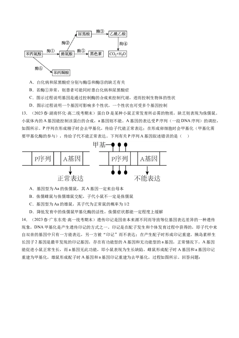 第22讲基因的表达、基因与性状的关系（练习）（原卷版）_2024年新高考资料_1.2024一轮复习_2024年高考生物一轮复习讲练测（新教材新高考）