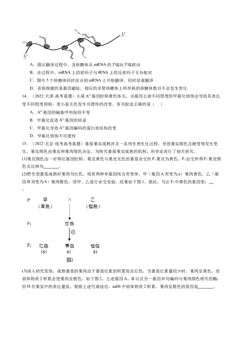 第22讲基因的表达、基因与性状的关系（练习）（原卷版）_2024年新高考资料_1.2024一轮复习_2024年高考生物一轮复习讲练测（新教材新高考）