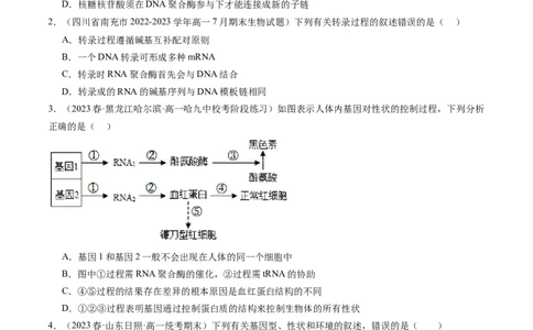 第22讲基因的表达、基因与性状的关系（练习）（原卷版）_2024年新高考资料_1.2024一轮复习_2024年高考生物一轮复习讲练测（新教材新高考）