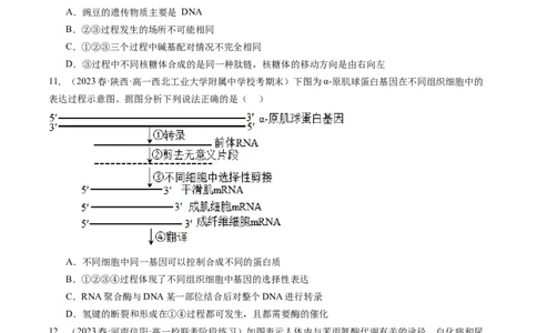 第22讲基因的表达、基因与性状的关系（练习）（原卷版）_2024年新高考资料_1.2024一轮复习_2024年高考生物一轮复习讲练测（新教材新高考）