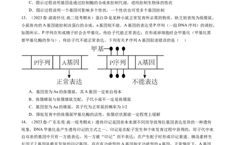 第22讲基因的表达、基因与性状的关系（练习）（原卷版）_2024年新高考资料_1.2024一轮复习_2024年高考生物一轮复习讲练测（新教材新高考）