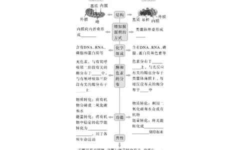 第2单元　第2课时　细胞器之间的分工合作_2024年新高考资料_1.2024一轮复习_2024年高考生物一轮复习讲义（新人教版）_学生版在此文件夹_大一轮复习讲义