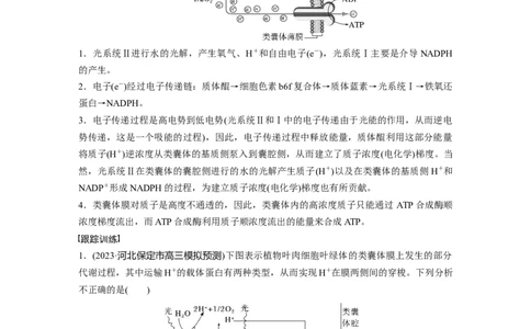 第3单元　解惑练3　光系统及电子传递链_2024年新高考资料_1.2024一轮复习_2024年高考生物一轮复习讲义（新人教版）_学生版在此文件夹_一轮复习69练_第三单元　细胞的能量供应和利用
