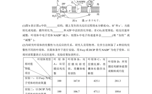第3单元　解惑练3　光系统及电子传递链_2024年新高考资料_1.2024一轮复习_2024年高考生物一轮复习讲义（新人教版）_学生版在此文件夹_一轮复习69练_第三单元　细胞的能量供应和利用