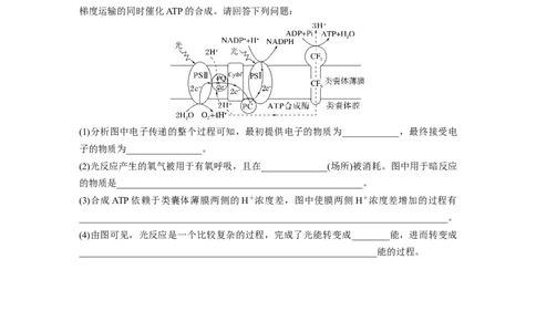 第3单元　解惑练3　光系统及电子传递链_2024年新高考资料_1.2024一轮复习_2024年高考生物一轮复习讲义（新人教版）_学生版在此文件夹_一轮复习69练_第三单元　细胞的能量供应和利用