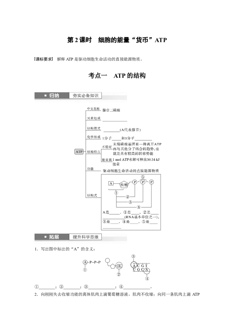 第3单元　第2课时　细胞的能量&ldquo;货币&rdquo;ATP_2024年新高考资料_1.2024一轮复习_2024年高考生物一轮复习讲义（新人教版）_学生版在此文件夹_大一轮复习讲义_第三单元　细胞的能量供应和利用