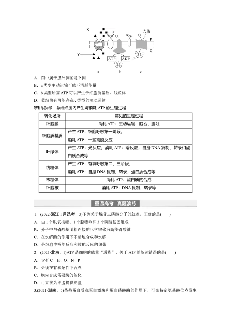 第3单元　第2课时　细胞的能量&ldquo;货币&rdquo;ATP_2024年新高考资料_1.2024一轮复习_2024年高考生物一轮复习讲义（新人教版）_学生版在此文件夹_大一轮复习讲义_第三单元　细胞的能量供应和利用